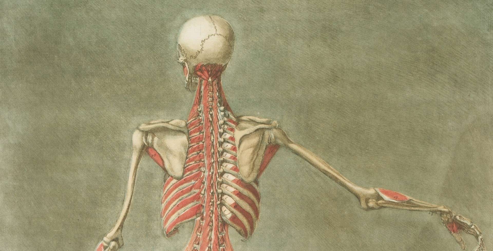 Formació d’anatomia aplicada